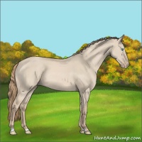 Horse Color:Smoky Creme Dun Rabicano 