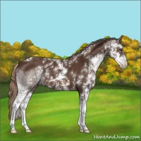 Horse Color:Liver Chestnut Sabino 