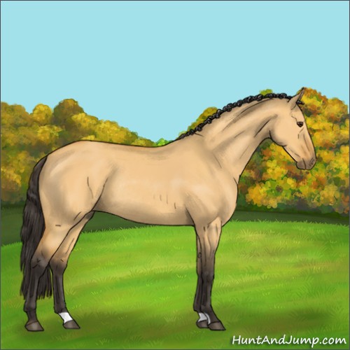 Horse Color:Buckskin Dun Rabicano 