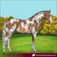 Horse Color:White Spotted Chocolate Palomino Sabino 