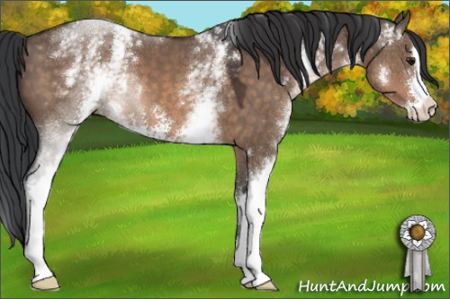 Horse Color:White Spotted Brown Dun Sabino 