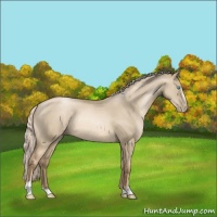 Horse Color:Chocolate Palomino Pearl Dun Sabino Rabicano