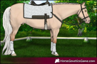 Horse Color:Silver Amber Champagne Dun 