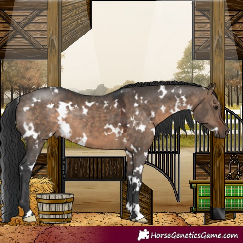 Horse Color:White Spotted Brown Dun 
