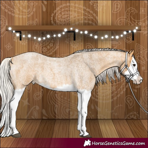Horse Color:Silver Buckskin Roan Splash 