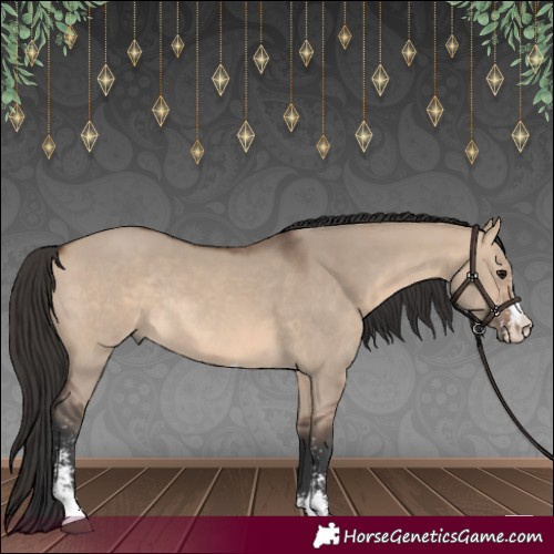 Horse Color:Brown Dun Sabino Rabicano 