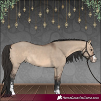 Horse Color:Brown Dun Sabino Rabicano 
