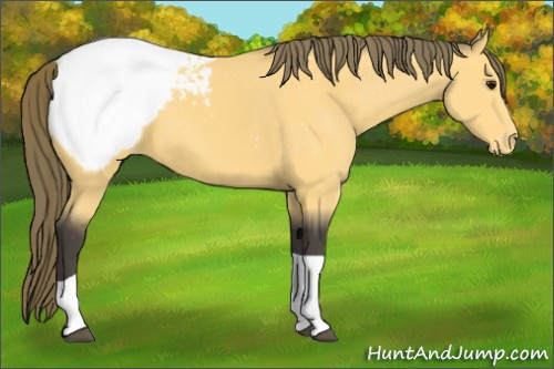 Horse Color:Buckskin Tobiano Appaloosa 
