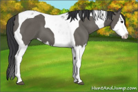 Horse Color:Grullo Splash Tobiano