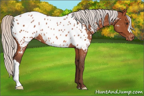 Horse Color:Silver Brown Appaloosa Rabicano