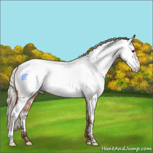 Horse Color:Silver Brown Dun Appaloosa Rabicano 