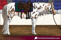 Horse Color:Buckskin Tobiano Appaloosa