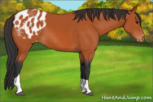 Horse Color:Bay Tobiano Appaloosa