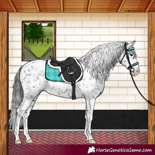 Horse Color:Black Appaloosa Rabicano 