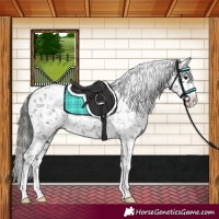 Horse Color:Black Appaloosa Rabicano 
