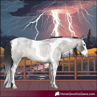 Horse Color:Brown Roan Dun Splash Tobiano 