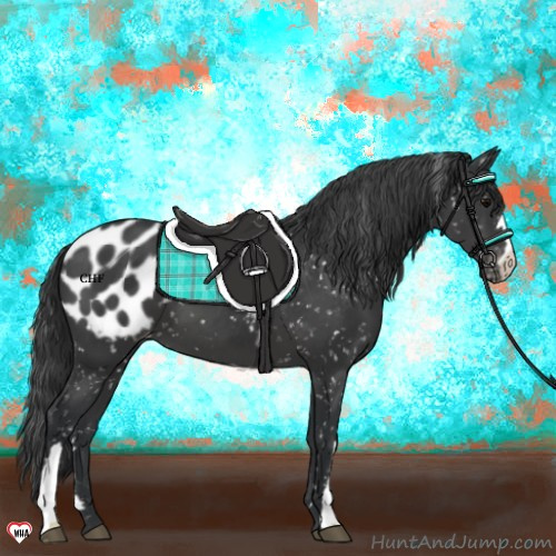 Horse Color:Black Appaloosa
