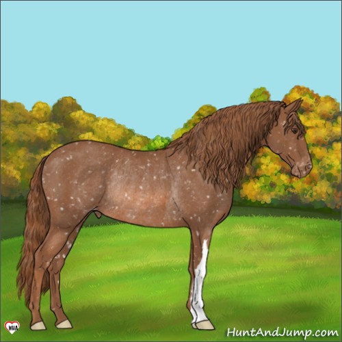 Horse Color:Chestnut Appaloosa Rabicano 