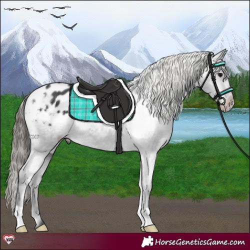 Horse Color:Black Appaloosa 