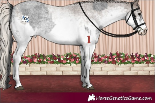 Horse Color:White Spotted Blue Roan Rabicano  and White Spotted Silver Blue Roan Rabicano 