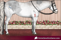 Horse Color:White Spotted Blue Roan Rabicano and White Spotted Silver Blue Roan Rabicano