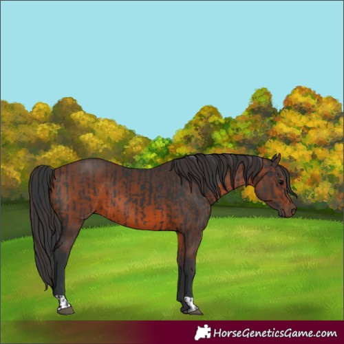 Horse Color:Black  and Bay 