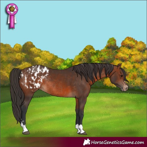 Horse Color:Brown Rabicano  and Brown Blanket Rabicano 