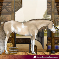 Horse Color:Buckskin Pearl Sabino 