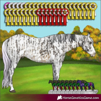 Horse Color:White Spotted Buckskin Sabino Rabicano and Watercolor White Spotted Chocolate Palomino Sabino Appaloosa Rabicano