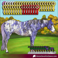 Horse Color:White Spotted Buckskin Sabino Rabicano  and Watercolor White Spotted Chocolate Palomino Sabino Blanket Rabicano 