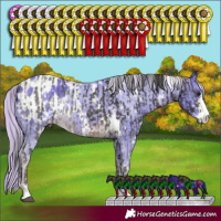 Horse Color:White Spotted Buckskin Sabino Rabicano and Watercolor White Spotted Chocolate Palomino Sabino Appaloosa Rabicano