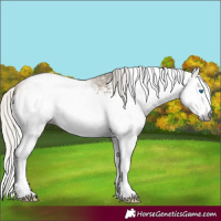 Horse Color:Gray White Spotted Silver Buckskin Dun Splash 