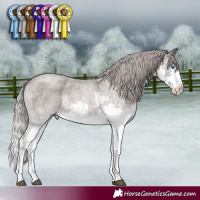 Horse Color:Silver Blue Roan Sabino Splash Rabicano 