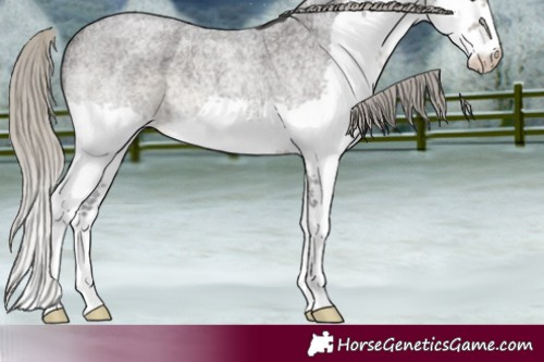 Horse Color:Silver Smoky Blue Roan Splash Rabicano 
