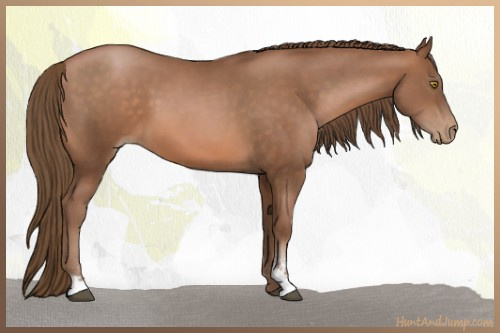 Horse Color:Brown Pearl Sabino 