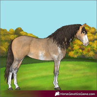 Horse Color:Buckskin Sabino 