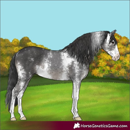 Horse Color:Black Sabino Rabicano 