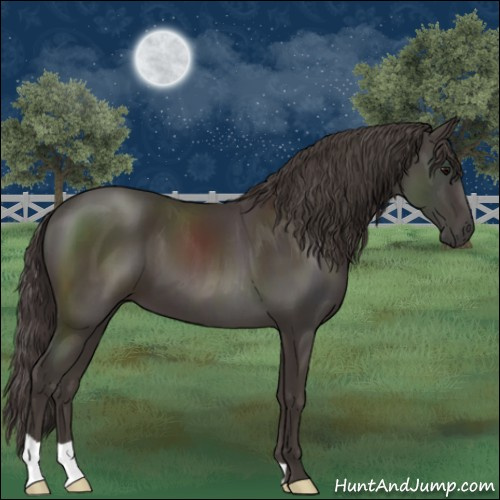 Horse Color:Smoky Black