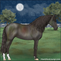 Horse Color:Smoky Black 