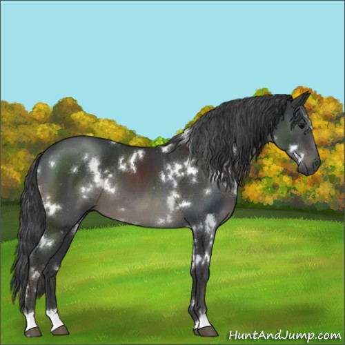 Horse Color:White Spotted Black 