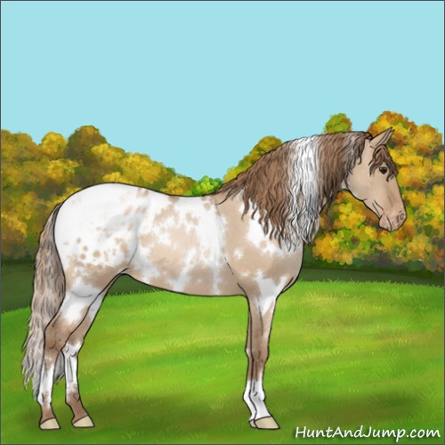 Horse Color:White Spotted Grullo Pearl Appaloosa
