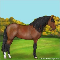 Horse Color:Brown 