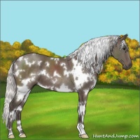 Horse Color:White Spotted Silver Black 