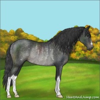 Horse Color:Black Rabicano 