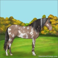 Horse Color:White Spotted Classic Champagne Rabicano 