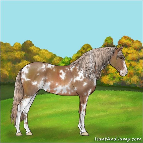 Horse Color:White Spotted Chestnut Sabino