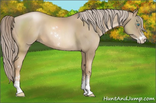 Horse Color:Chocolate Palomino Pearl Sabino 