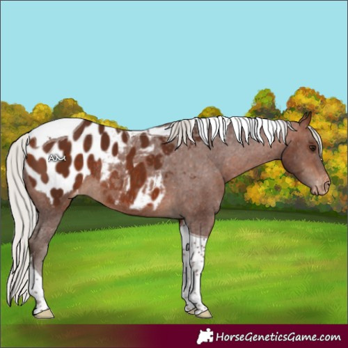 Horse Color:Silver Bay Tobiano Blanket Rabicano 