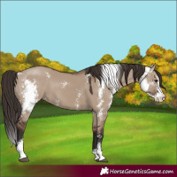 Horse Color:Liver Red Dun Sabino 