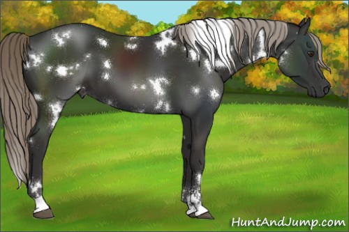 Horse Color:White Spotted Liver Chestnut Mushroom Sabino 